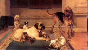 dogs